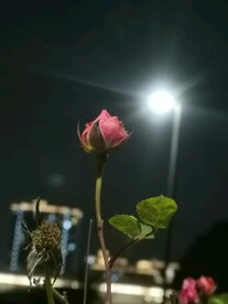 夜色玫瑰