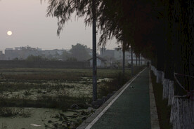 杉树