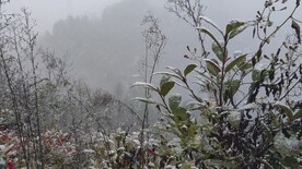 丛林雪景