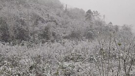 丛林雪景