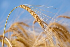 小麦 
