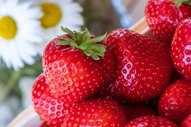 草莓 
