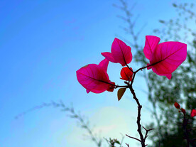 三角梅花开