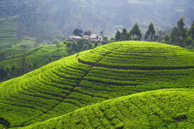 种植场 山峦 茶叶