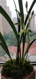 兰花