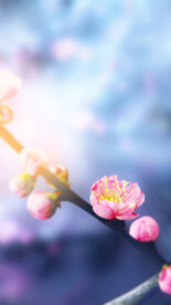 梅花  