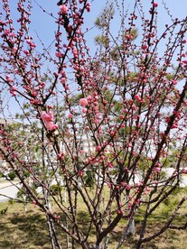 桃花桃树