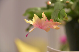 蟹爪兰