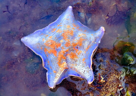 海星大海岸边