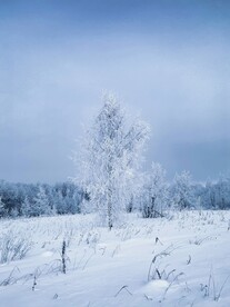 雪景