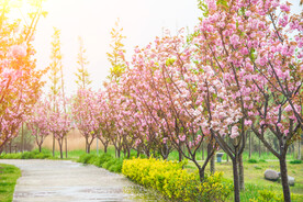 阳光樱花树公园