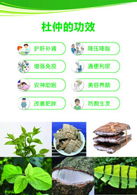 杜仲
