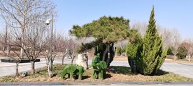 园林景观植物