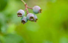 蓝莓树