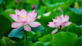 荷花壁纸