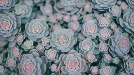 花朵特写