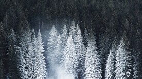 雪树图片