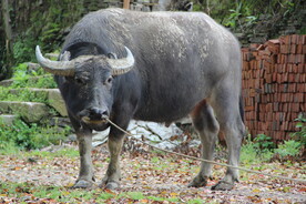 水牛