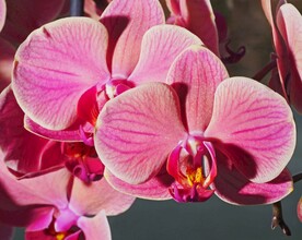 蝴蝶兰鲜花