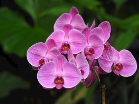 蝴蝶兰鲜花