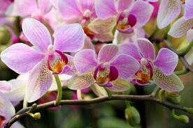 蝴蝶兰鲜花