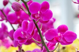 蝴蝶兰鲜花