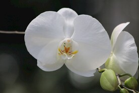 蝴蝶兰鲜花
