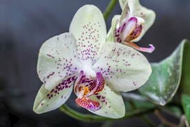 蝴蝶兰鲜花