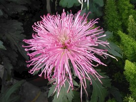 菊花 