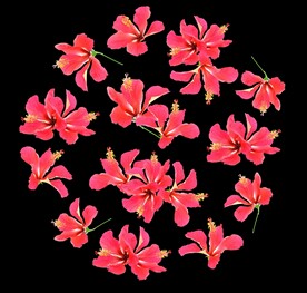 花  