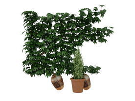 藤蔓植物3d模型