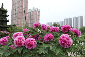 菏泽牡丹