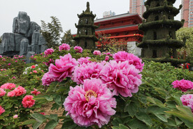 菏泽牡丹