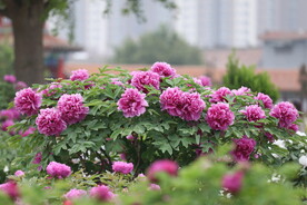 菏泽牡丹 