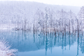 冰雪树林