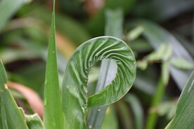卷曲的植物