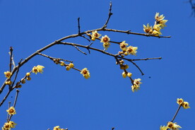 蜡梅  