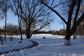 雪景枯树林冬季野外