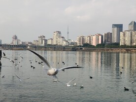 红嘴鸥
