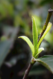 茶芽