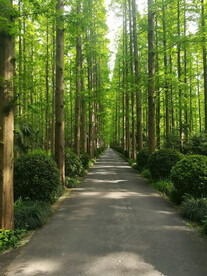林荫小道