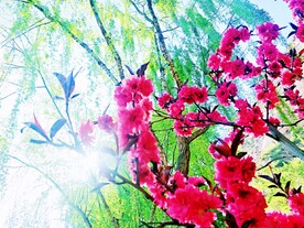 桃花  阳光  