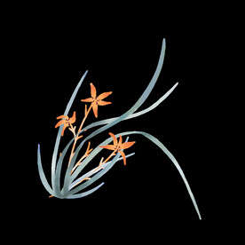 水墨兰花PNG  