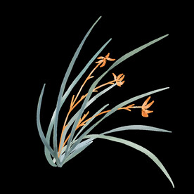 水墨兰花PNG 