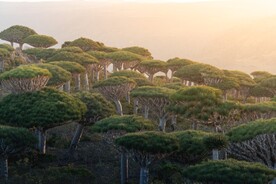 龙血树