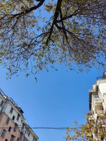 天空 树