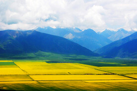 油菜花风景