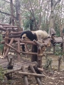 成都熊猫基地