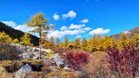 稻城金秋 秋色 自然景观