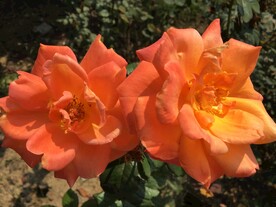 并蒂花开